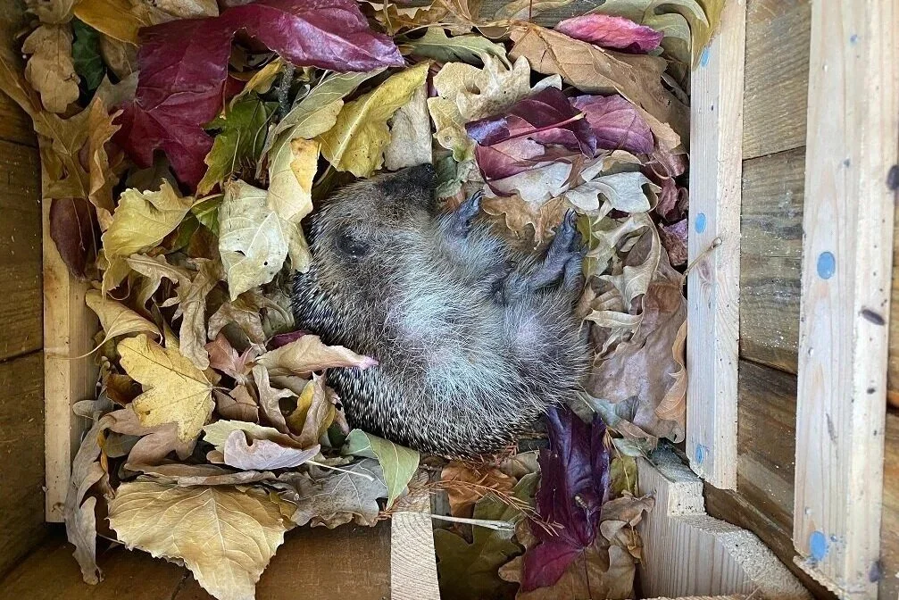Happy #HedgehogWeek !🦔 
This week we're taking the British Hedgehog Preservation Society's 'Hedgehog Pledge' : seven practical options to inspire everyone to act with hedgehogs in mind. Here at Heath Hands we offer hedgehog home adoptions to help su