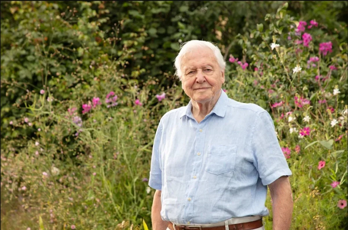 Today is the 100th birthday of Sir David Attenborough, arguably the most famous naturalist of our time. We loved his recent Wild London documentary series, giving an insight into the wonderful wildlife of our city.

Happy birthday Sir David!🎂