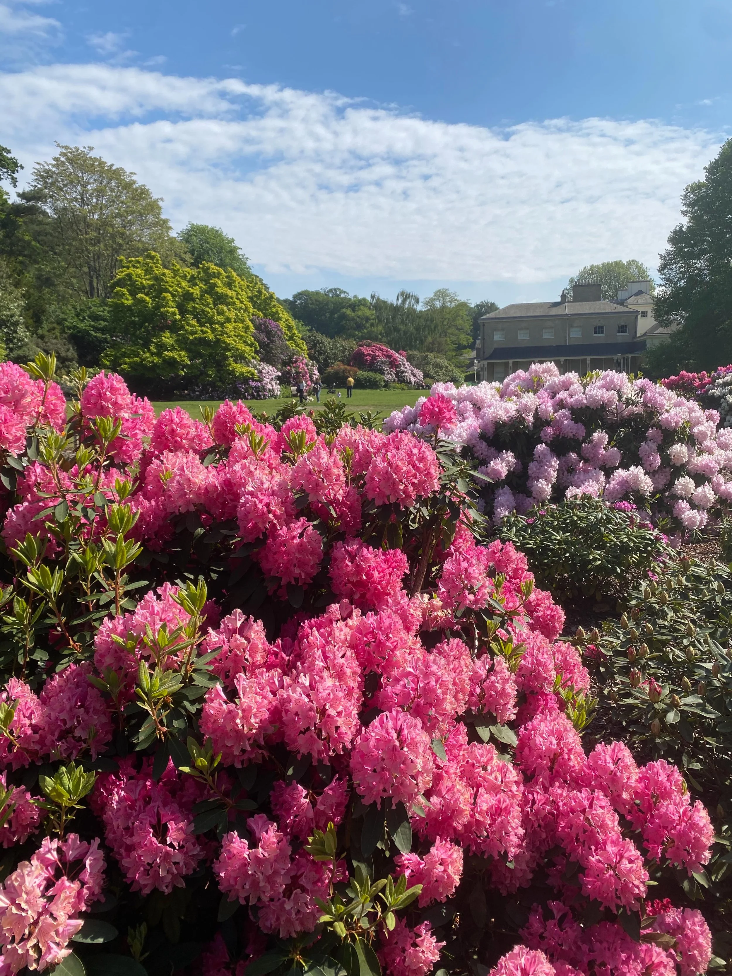 The rhododendrons at Kenwood and Athlone Garden are looking pretty fabulous at the moment - well done to all the staff and volunteers for their hard work! 
And if you&rsquo;re out and about on the Heath, come and say hi at the Heath info Hut on Satur