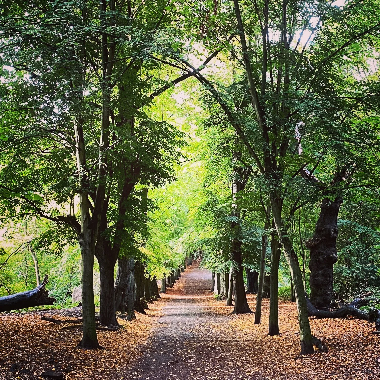 Celebrating our urban trees