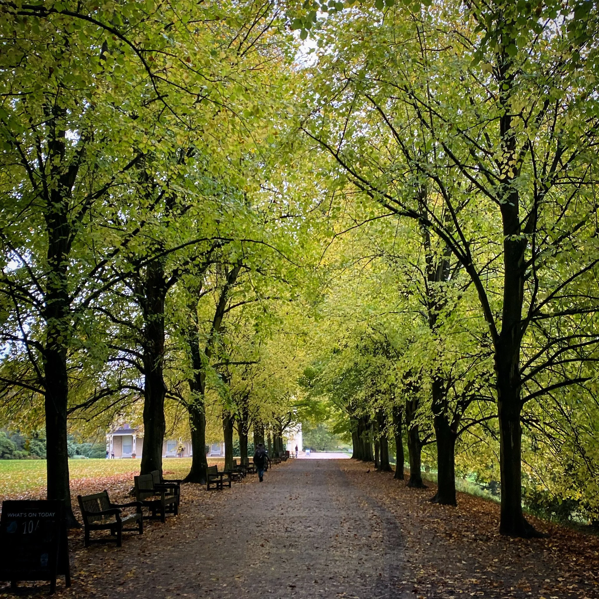 This week marks the start of the #UrbanTreeFestival , an annual community celebration of the beauty and benefits of trees in cities, towns and all urban environments 🌳Check out our newest blog post where we delve deeper into some of the different tr