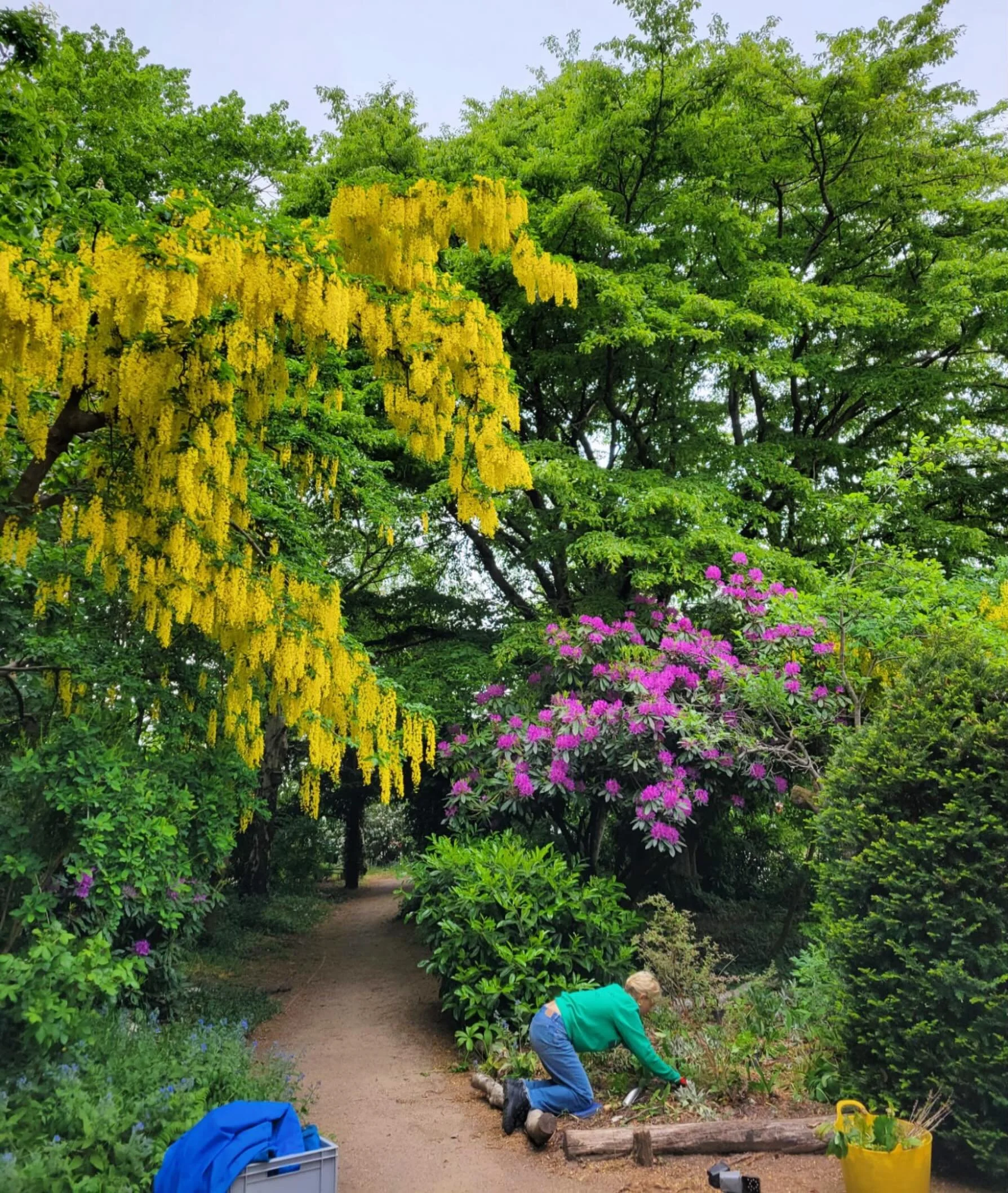 Thanks to our volunteers for their hard work looking after Whitestone Garden this week! (And great to have a bit of rain 🌧️to help our new plants establish!) 

#whitestonegarden #heathhands #volunteer #gardening #laburnum