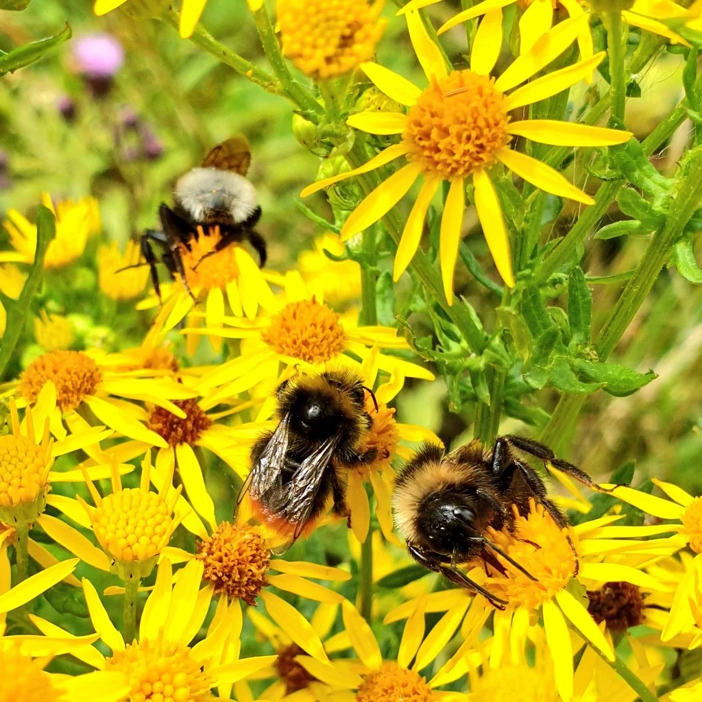 Buzzing for World Bee Day