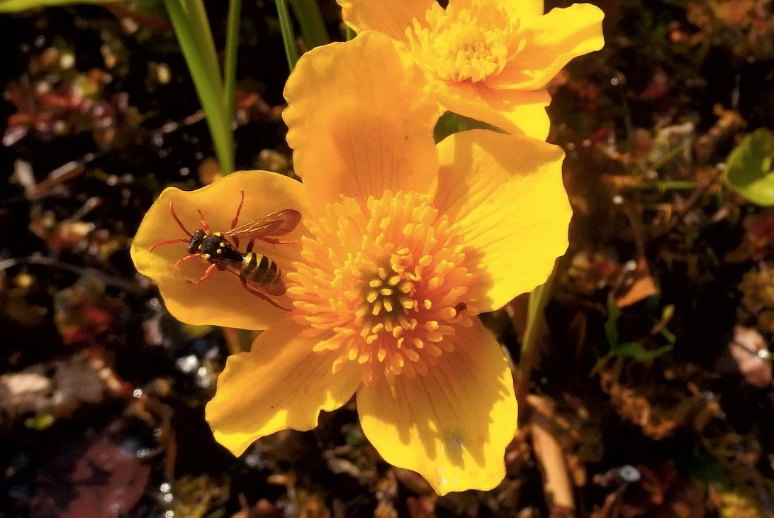 Did you know that today is World Bee Day? To celebrate, we've written a blog about some of the amazing bees you can find on our green spaces and our work to support them, and published a brand new Hampstead Heath Pollinators spotter sheet that you ca