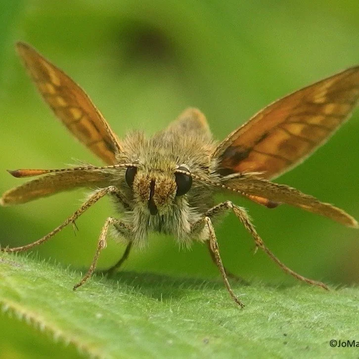 Today is #InternationalDayforBiologicalDiversity and we're celebrating the incredible biodiversity of our Heath. Hampstead Heath is home to:
🌷650 types of wildflower
🐦180 species of bird
🐍6 species of reptile, snake and amphibian
🕷200 species of 