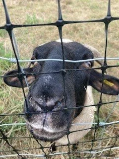 After-school walk: Sheep Grazing and Sandy Heath