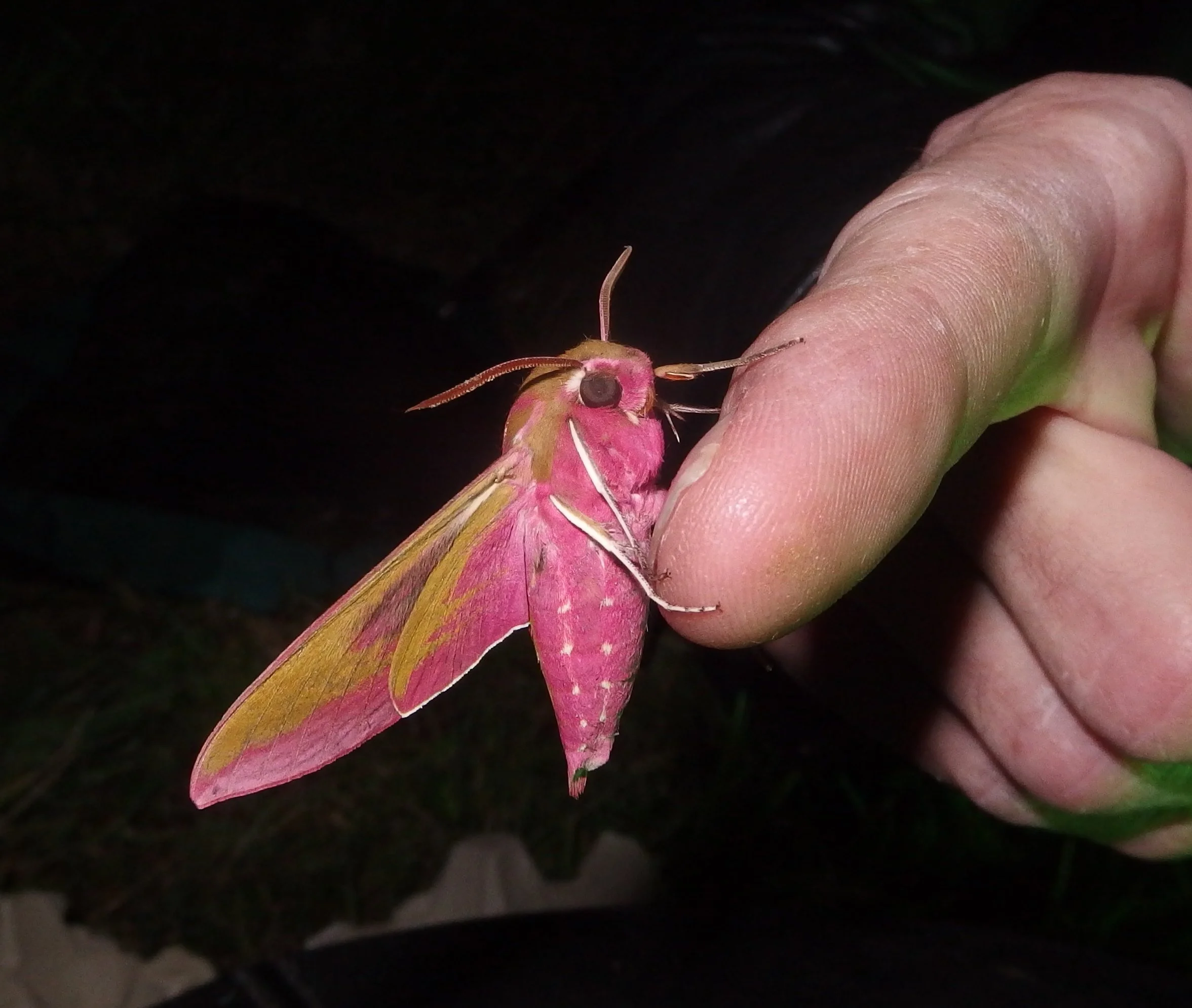 Guided walk: Insects of the Heath