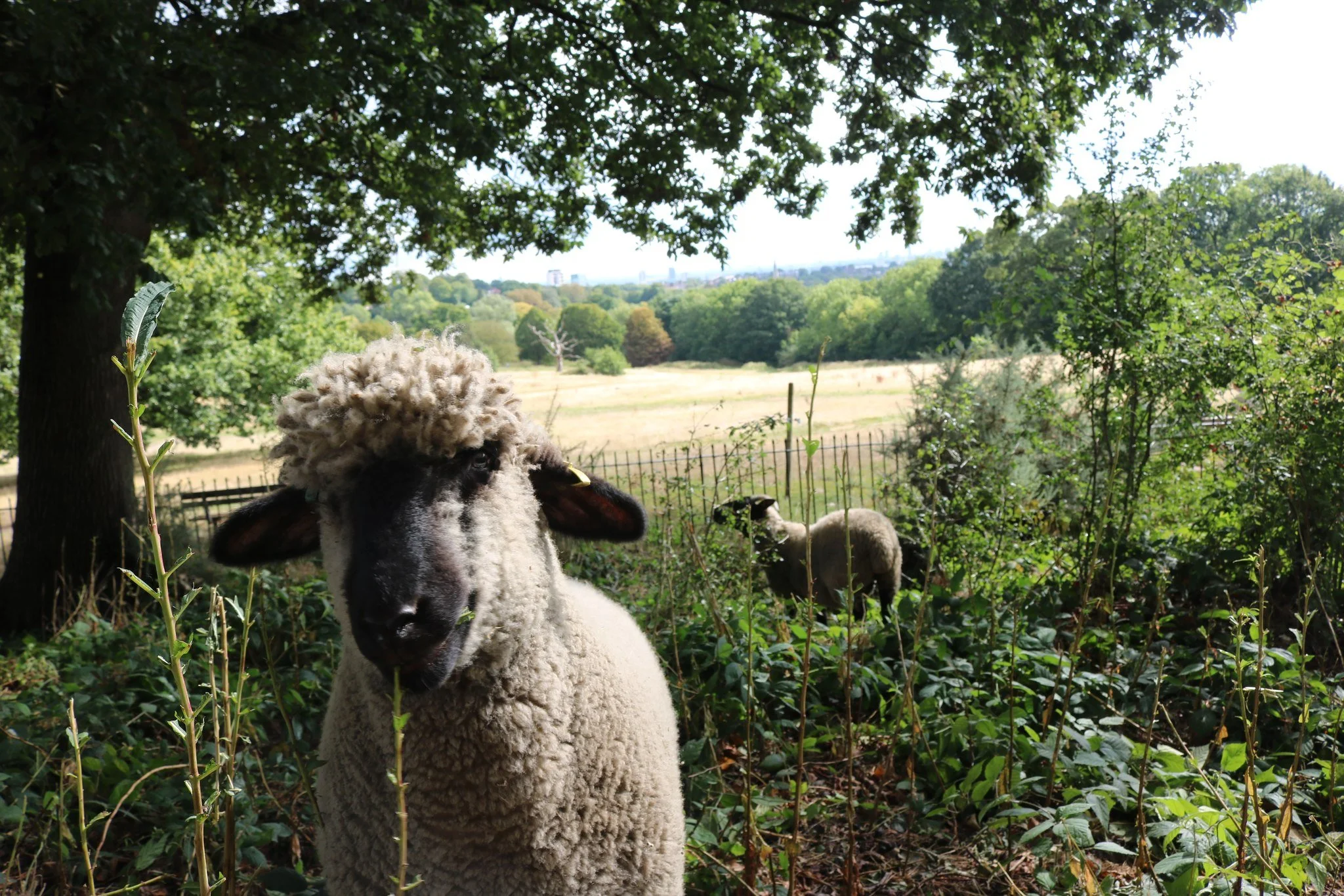 We've got baaa-rilliant news - sheep are returning to the Heath!🐑 Our wooly friends will be grazing on the Heath Extension until 8th June as part of collaboration between the City of London and the Heath and Hampstead Society. 
Our guided nature ram