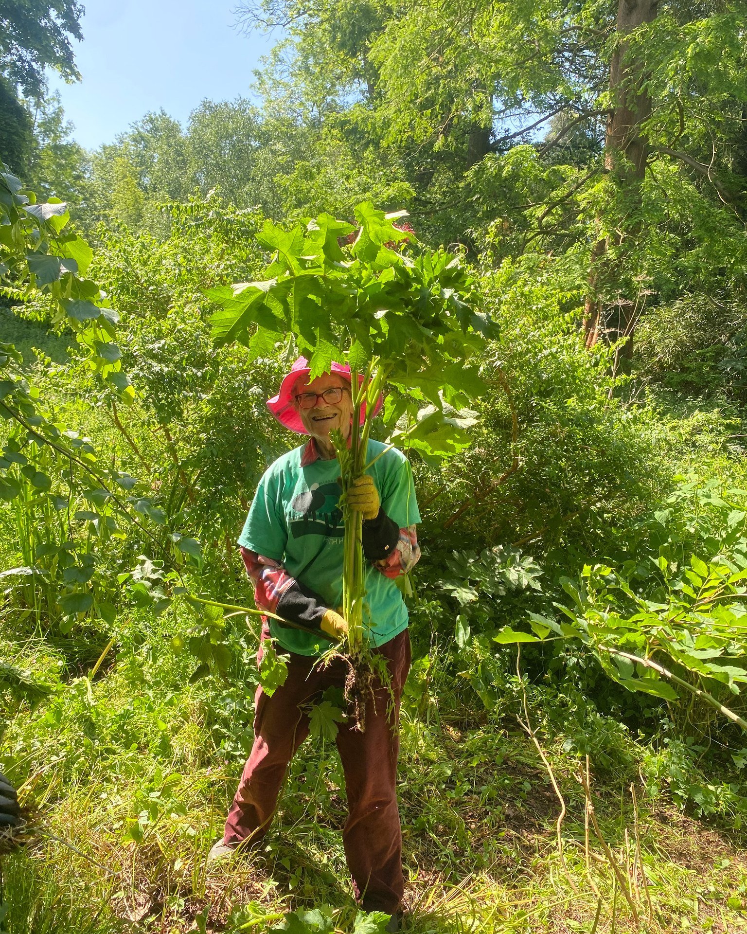 After the past few days of rain, last week's weather feels a world away! We're wistfully looking back on a sunny session in Golders Hill Park, where our conservation volunteers were doing some hogweed-grubbing in the Water Garden, a beautiful seclude