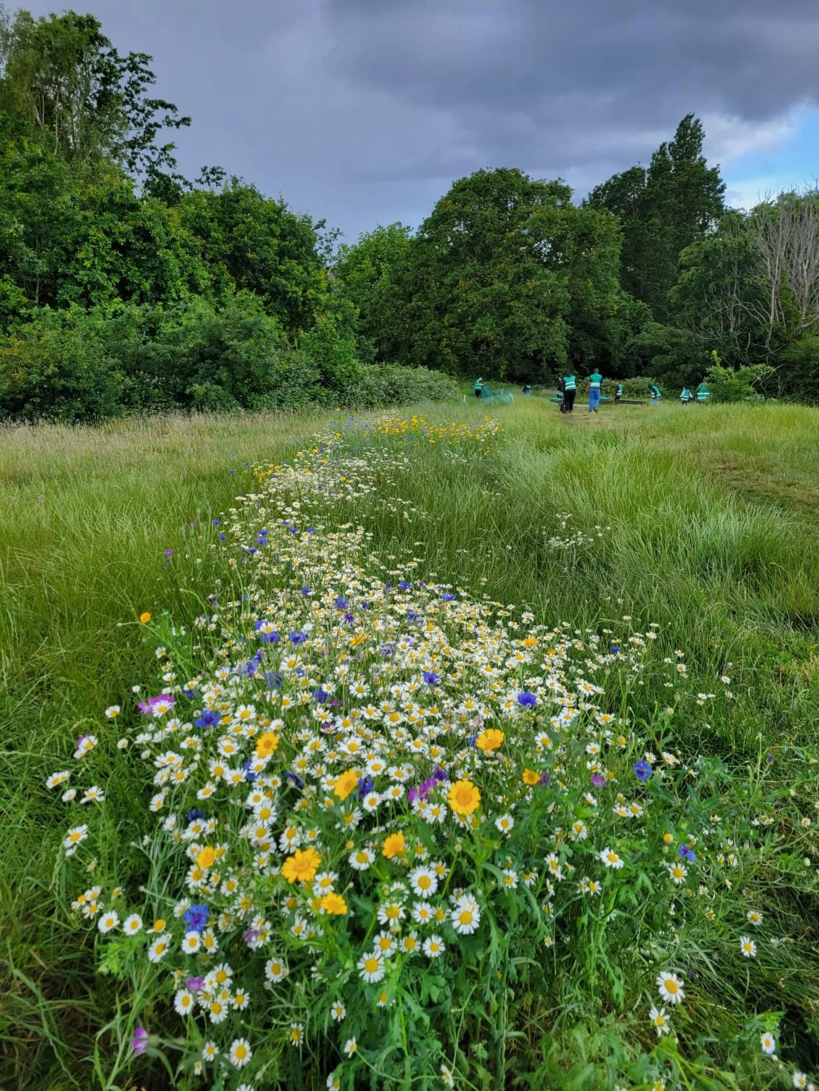 Last year we worked with several groups of volunteers including a group from Camden Council to repair and reseed some compacted ground near Parliament Hill&hellip; and just look at the result! 💚

#heathhands #hampsteadheath #conservation #volunteers