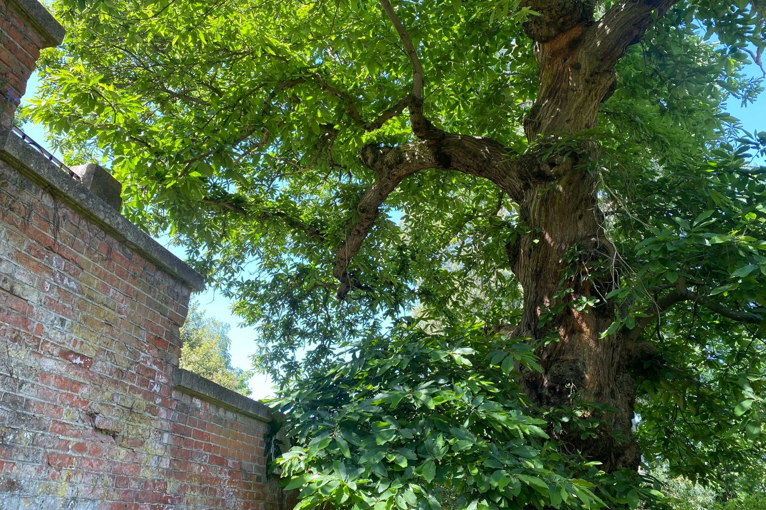 Sweet+chestnut+hill+garden.jpg