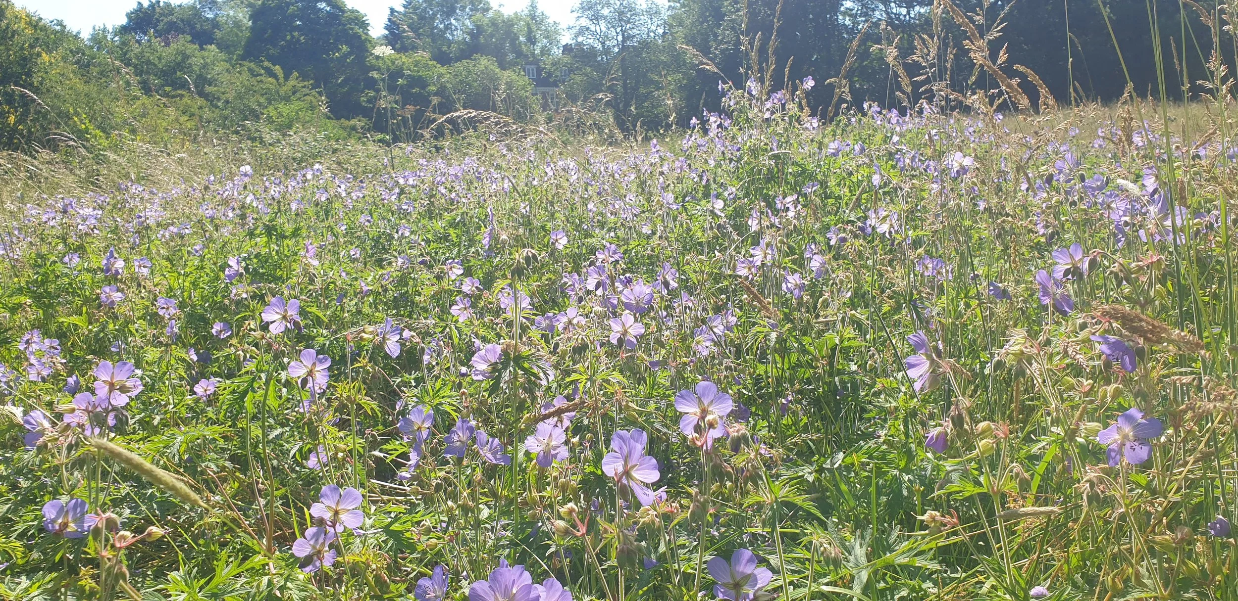 Nature Ramble - Meadows