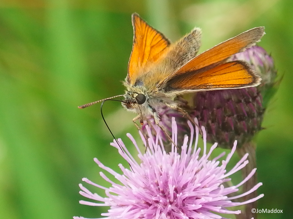 Nature Ramble - Butterflies