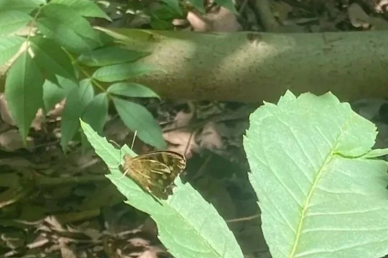Queen’s Park butterfly walk