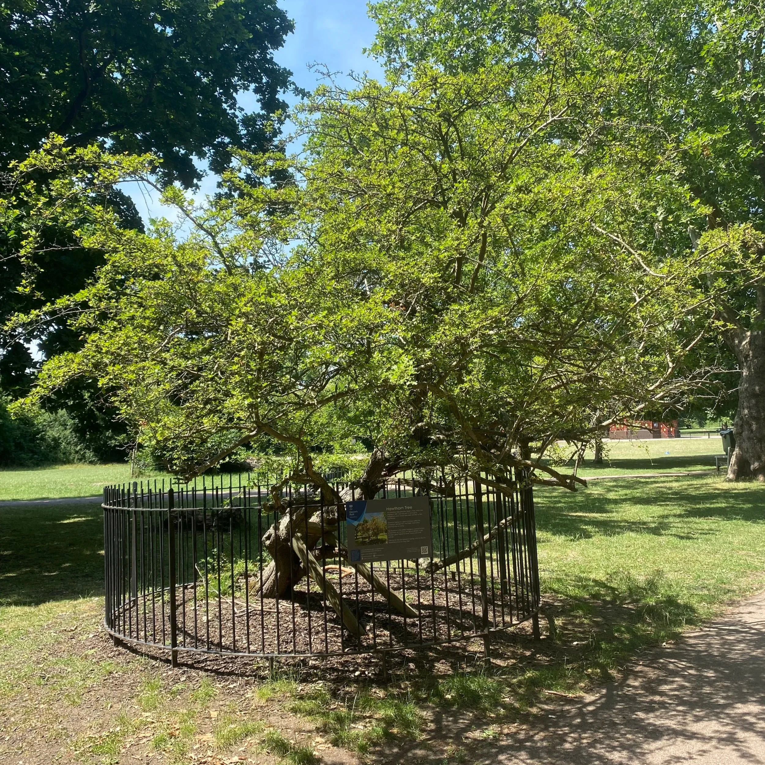 queens park tree.jpg