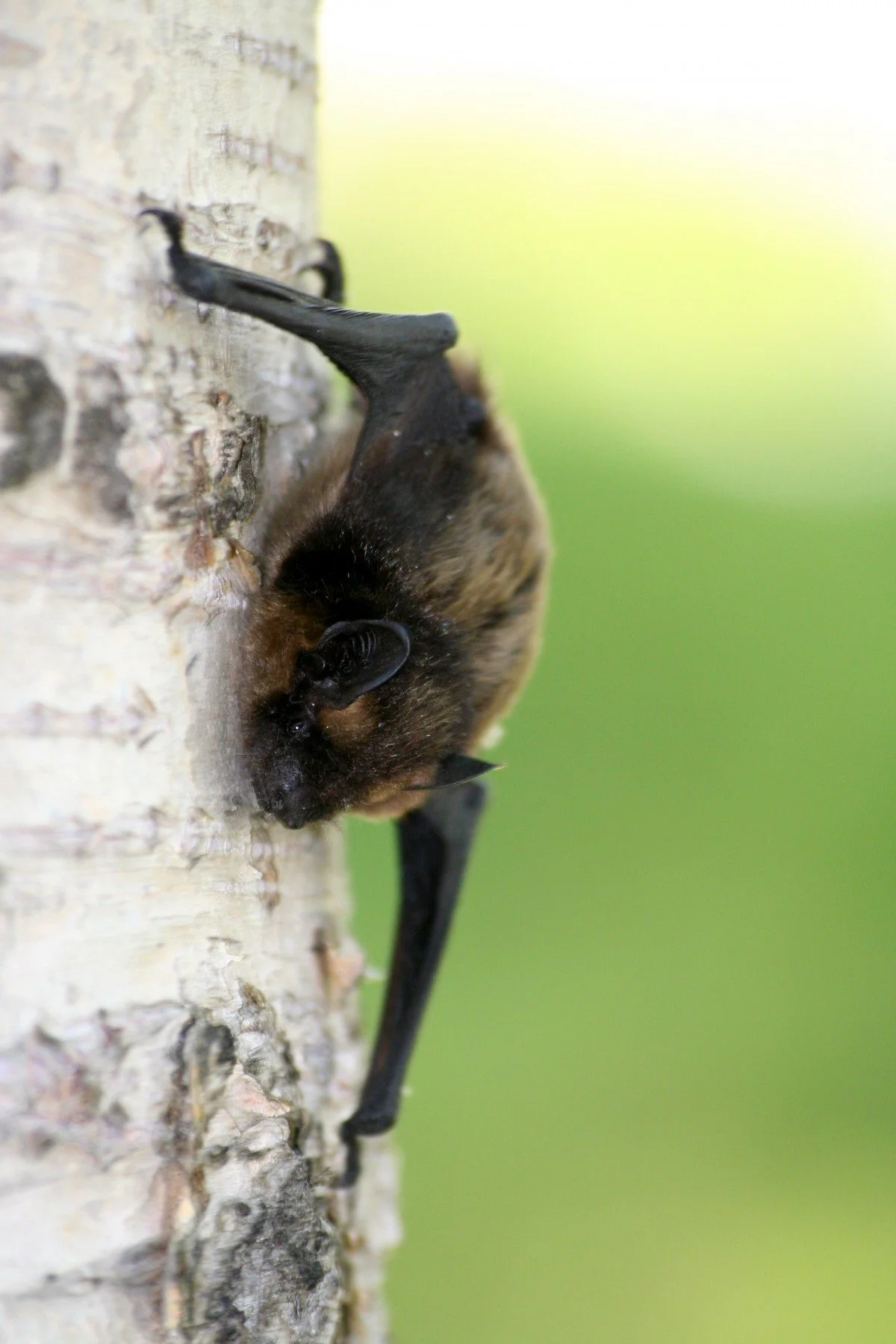 Hampstead Heath Bat Walk