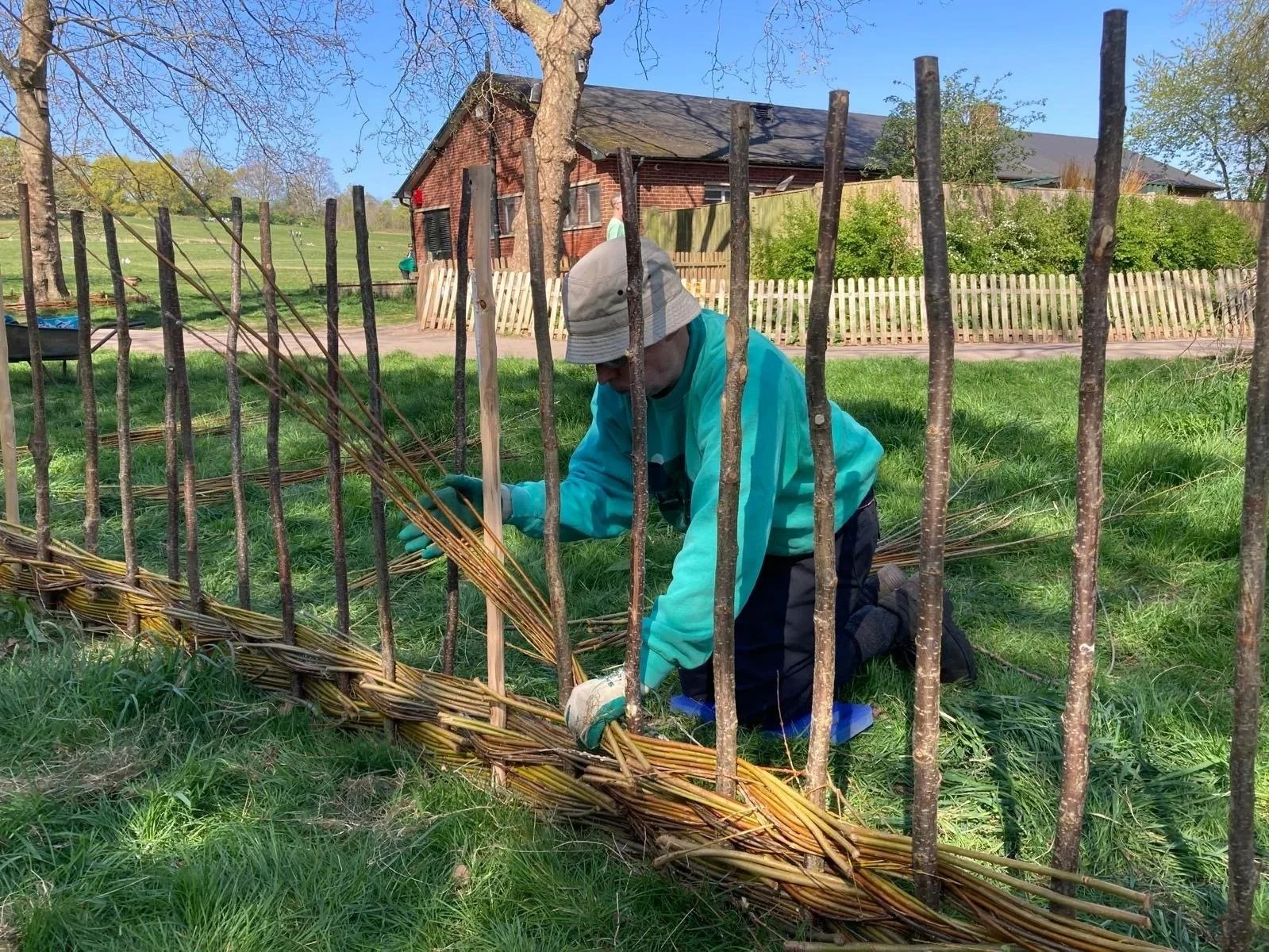 Weaving willow fence