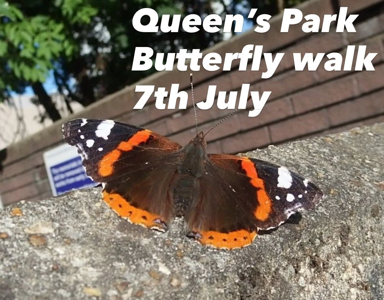 Join us tomorrow morning for a guided butterfly spotting walk at fabulous @col_queenspark - with our resident experts. All the info on how to sign up in our bio or heath-hands.org.uk/whatson
.
.
#queenspark #queensparkday #heathhands #butterfly #bigb