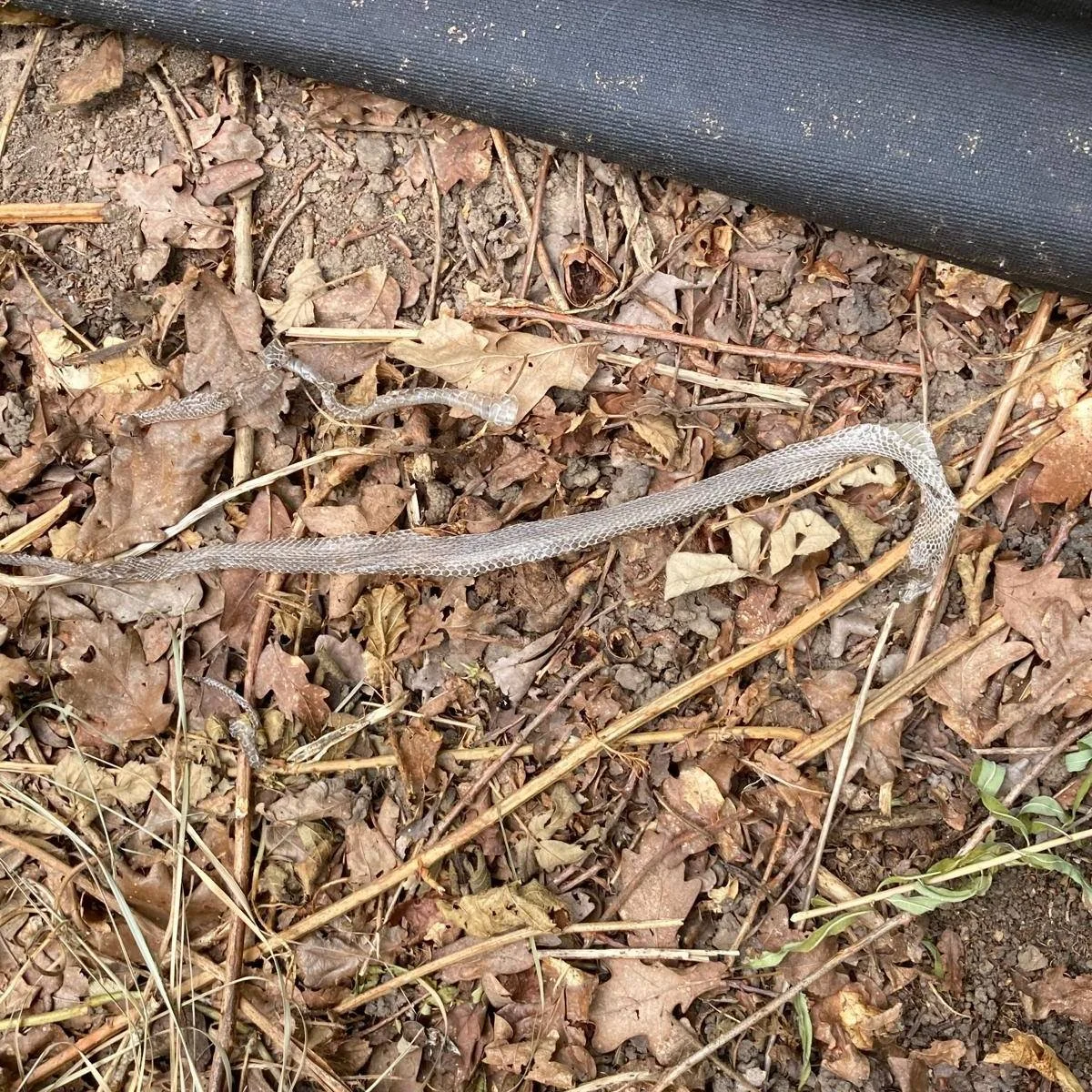 Check this out! One of our wildlife monitors spotted these snake skins on a survey on Hampstead Heath recently 🐍 

Snakes shed multiple times a year, with younger snakes shedding more often, around every 2-3 weeks. Whilst the snake's body is growing