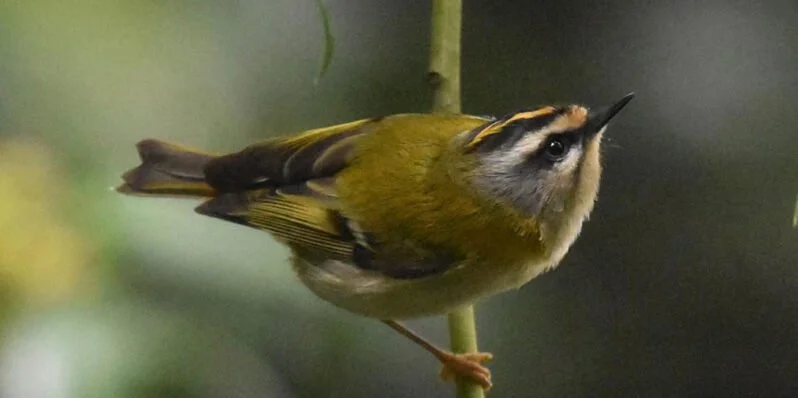 Heath &amp; Hampstead Society - Birds of the Heath in Autumn