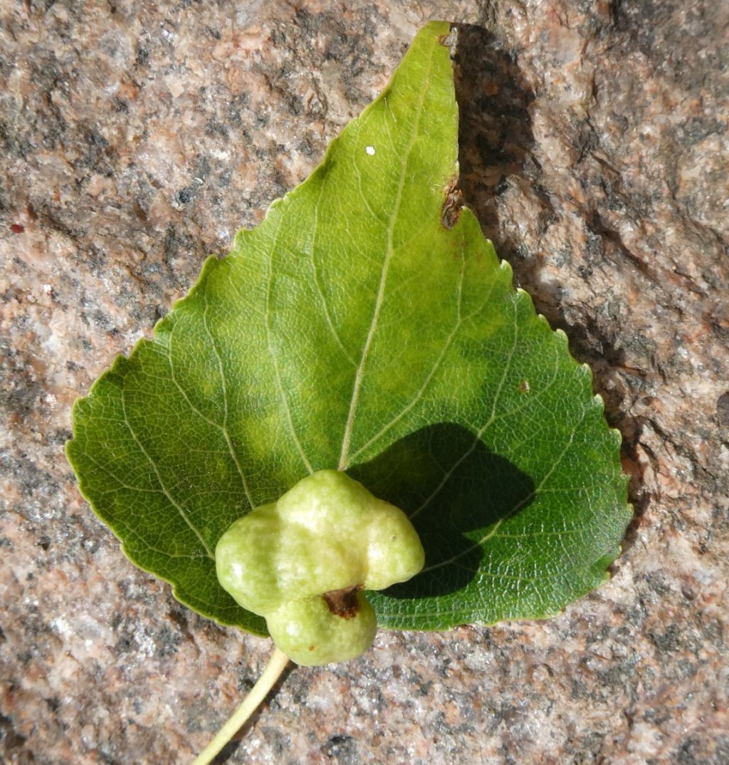 LNHS Survey: Plant Galls