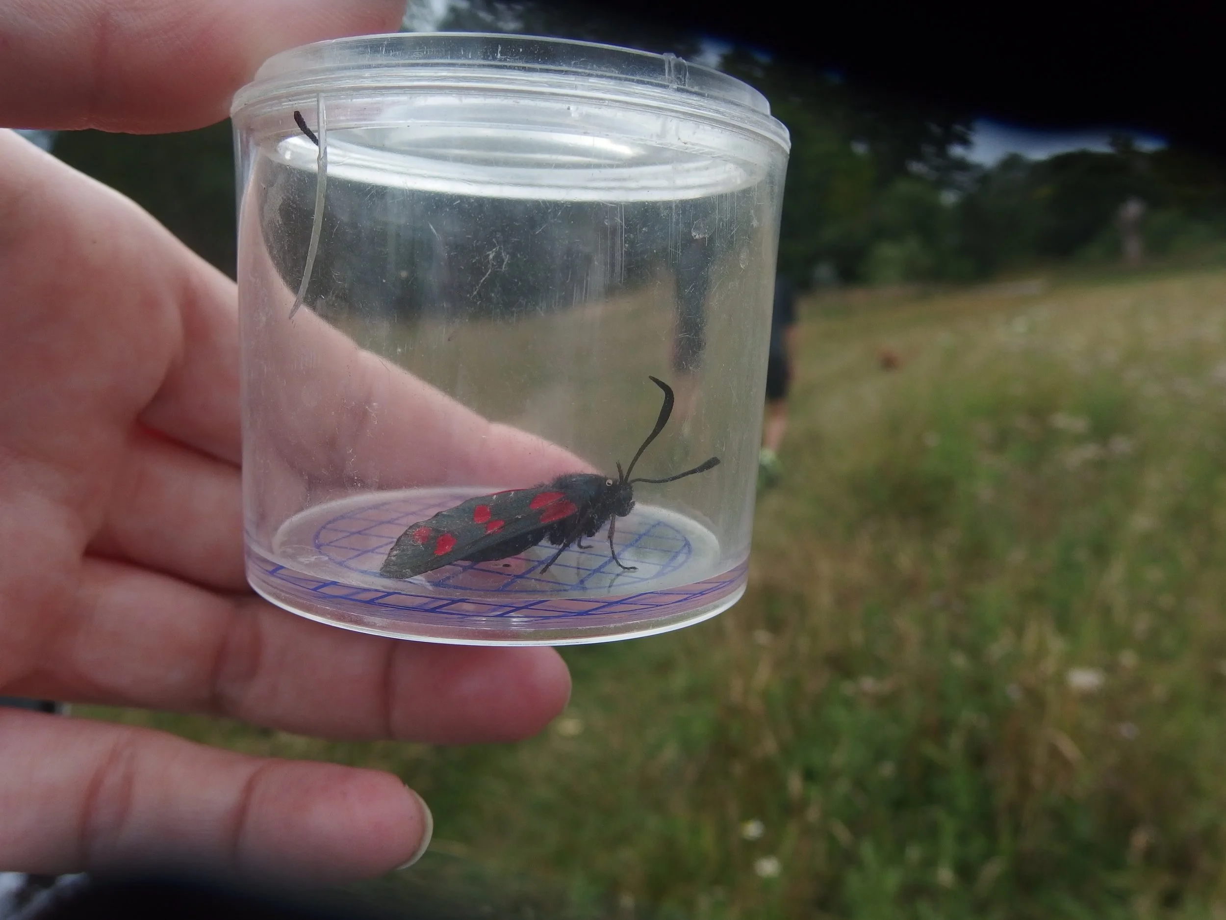 Queen’s Park Insect Safari 