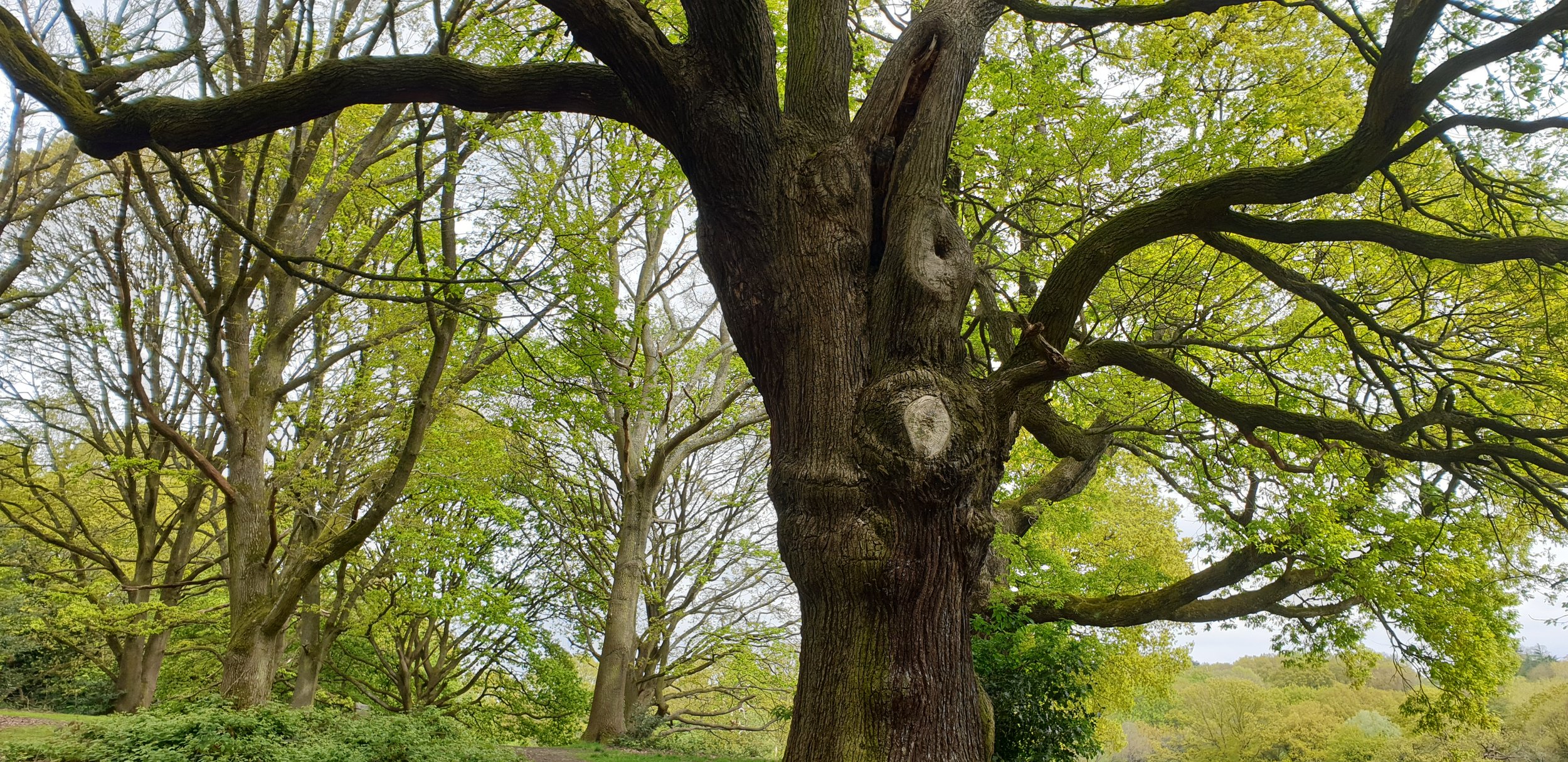 Queen’s Park Tree Walk