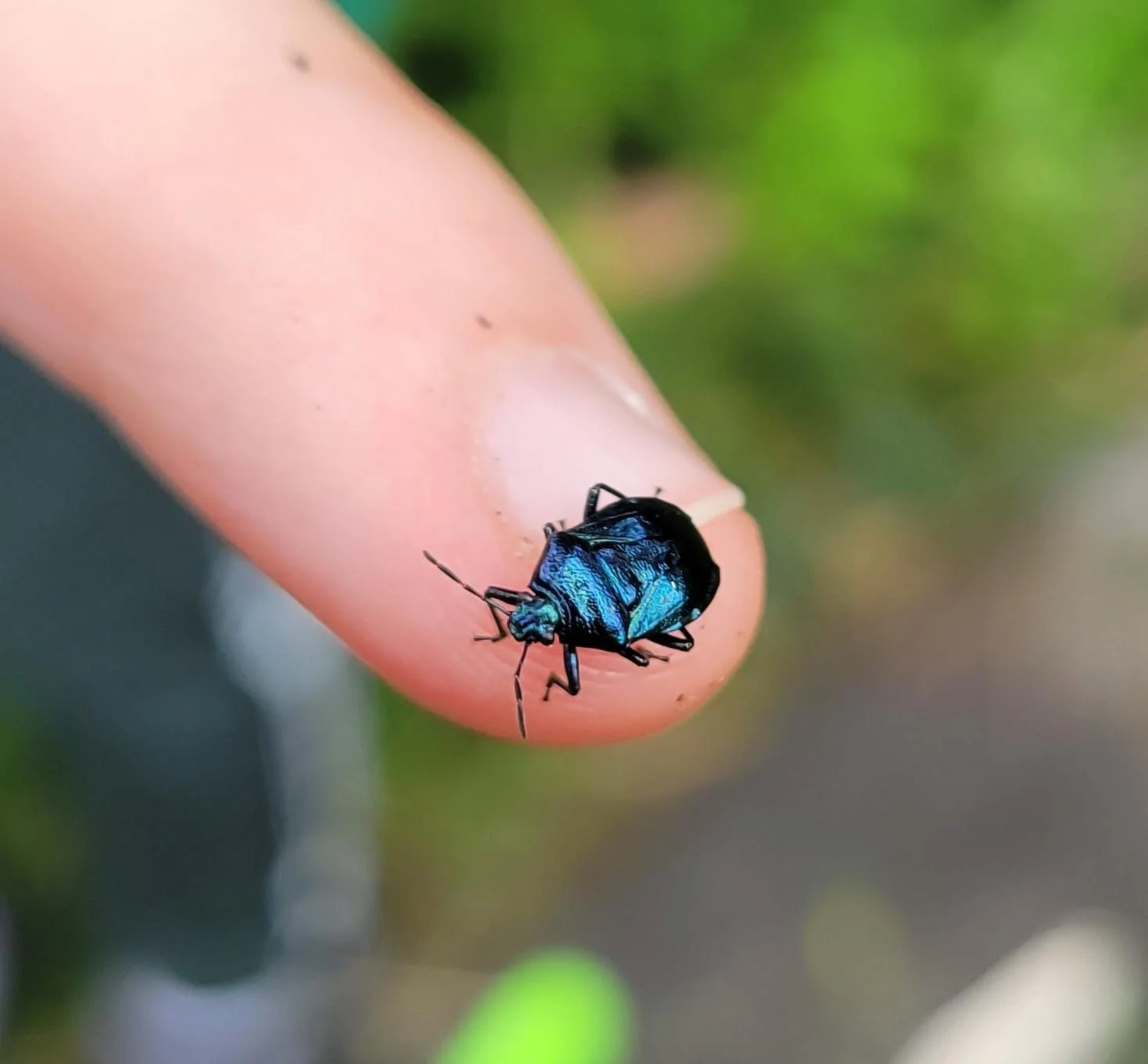 Don't forget, we've got our free family insect safari taking place this Wednesday at 3pm 🪲 Discover the wide range of insect species found on Hampstead Heath with our resident expert, like the blue shieldbug pictured here.

Book your free place via 