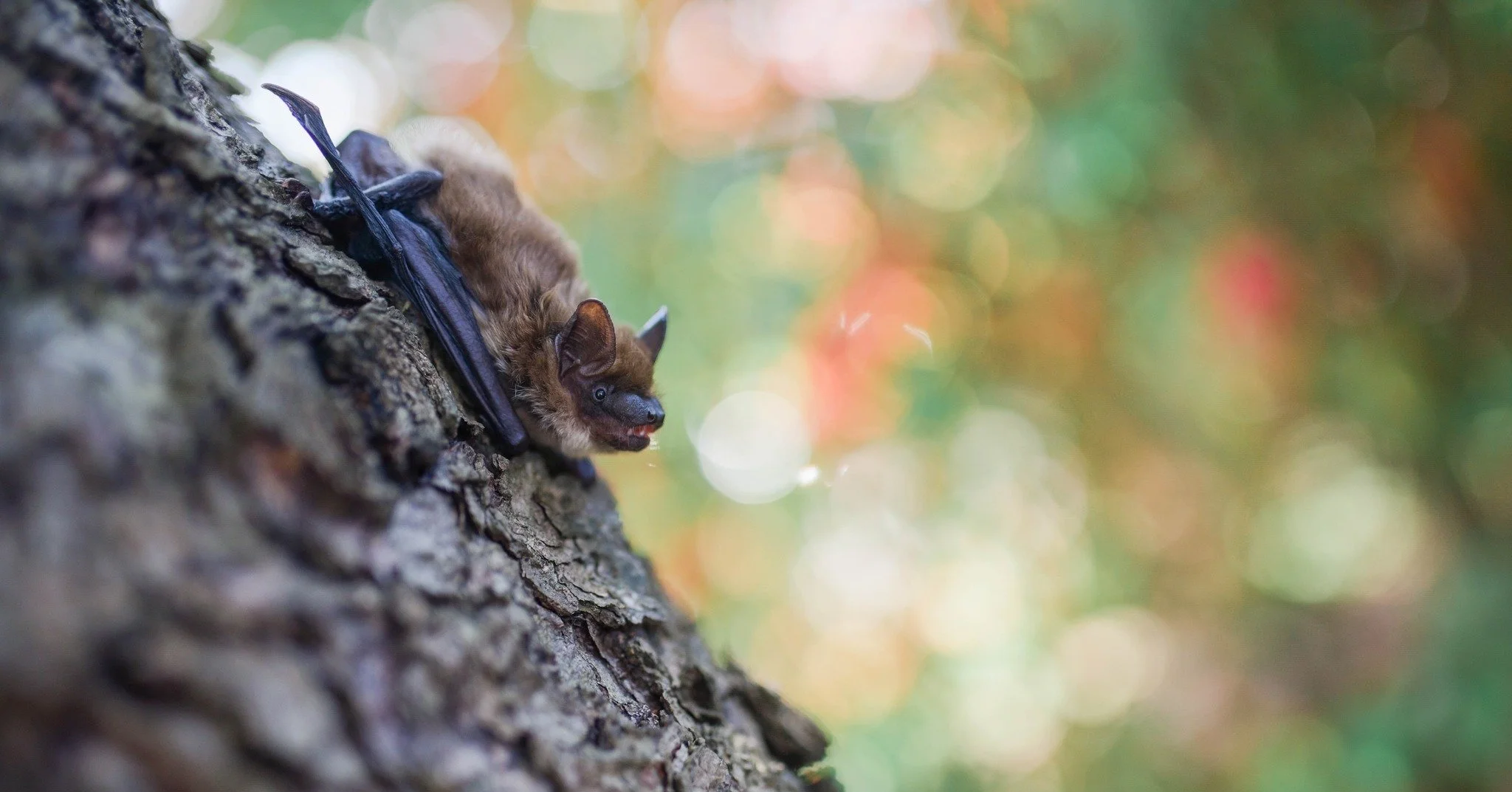Happy #InternationalBatDay ! 🌙 
There are 18 species of bats in the UK, all of which are protected, and need our help to conserve their habitat and roost spaces. Here at Heath Hands we offer bat home adoptions, where you can sponsor a handcrafted ho