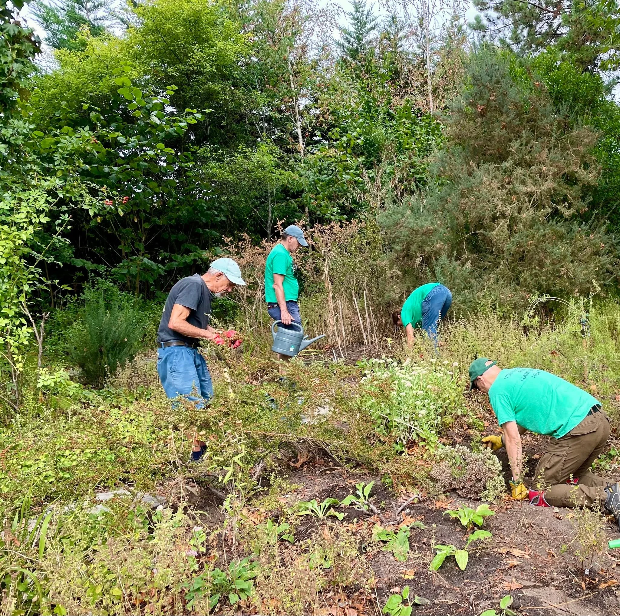 Happy Monday! We're looking ahead at another busy week here at Heath Hands. Now the soil is slightly softer we're able to plant up our nursery-grown plants into our various sites across the Heath such as the Old Orchard Garden, pictured here. 

#hamp