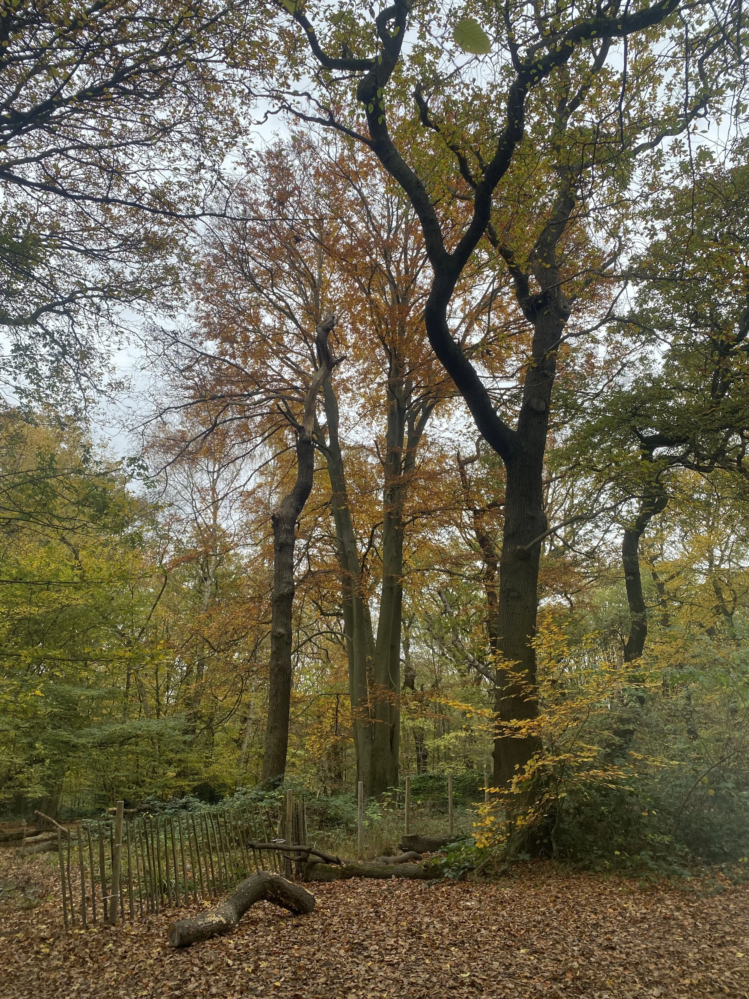 Highgate Wood - Autumn guided walk