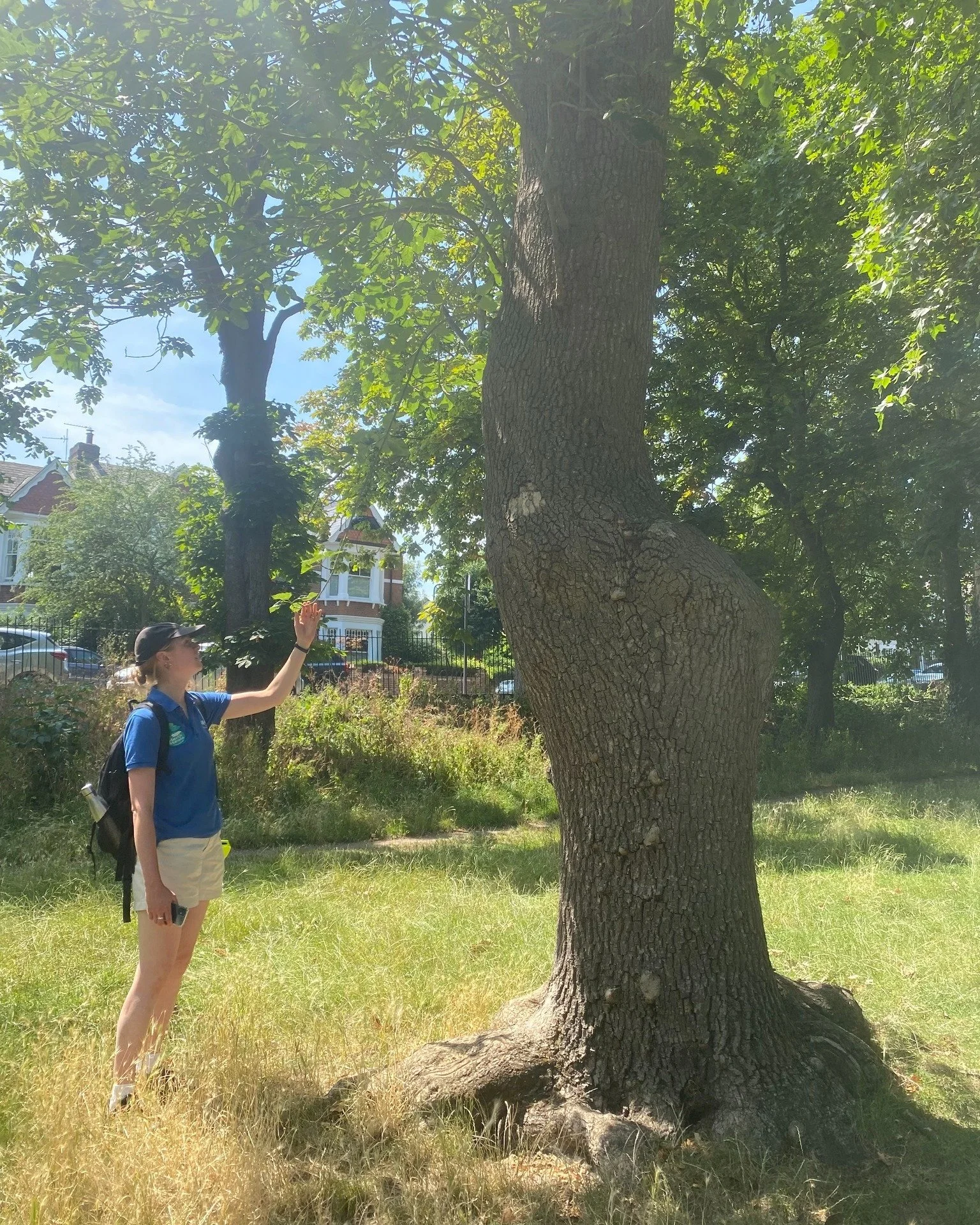 Want to learn how to tell your Oaks from your Ashes, or your Maples from your Planes? Our Queen's Park tree walk sounds like the thing for you! Join us this Thursday at 2 as we explore the wide range of trees to be found in the park.

Don't delay, si