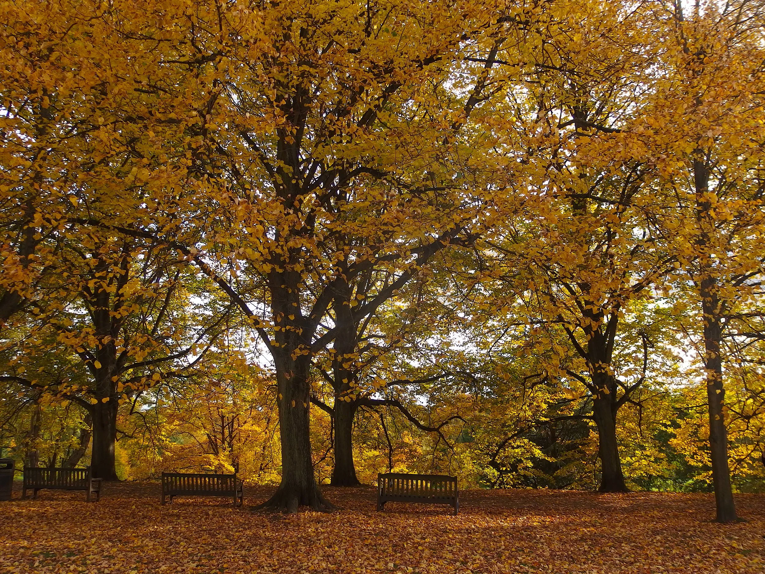Queen’s Park Autumn Walk