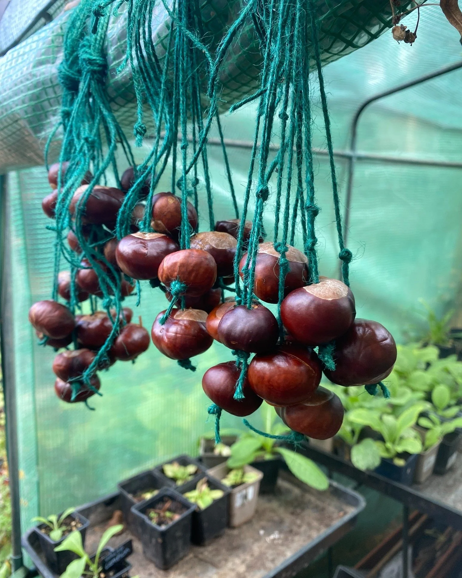 it's that time again! Join in the fun at the return of the world famous, world record-breaking Hampstead Heath Conker Championships at the Parliament Hill Bandstand, this Sunday 4th October from 12:30pm. With multiple age categories, this is one the 