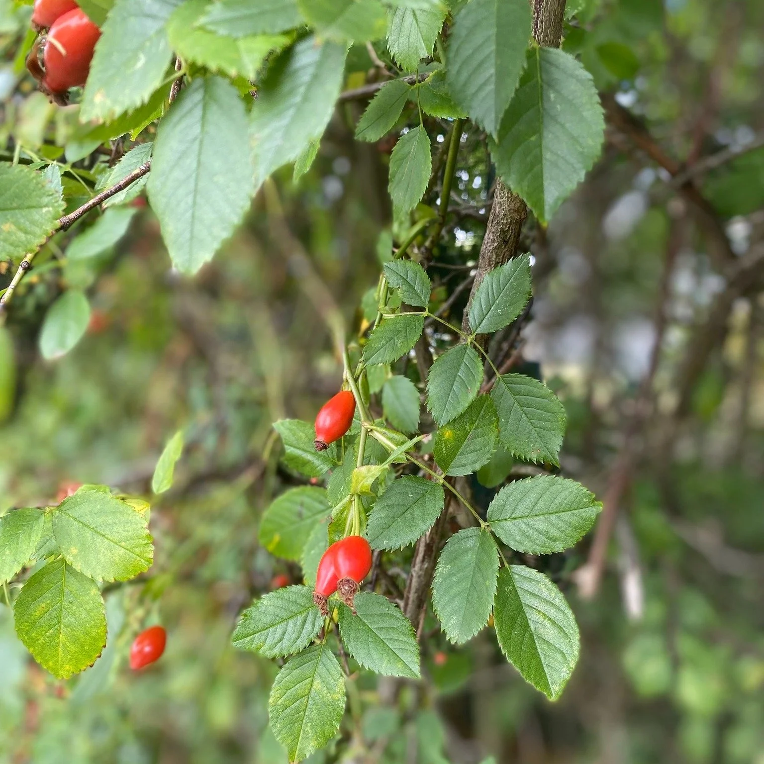 We love this time of year, when the leaves start to change and the hedgerows are peppered with brightly coloured berries. Have you seen any nuts or berries in the hedgerows so far? Why not download one of our free Autumn Hedgerow Spotter Sheets to he