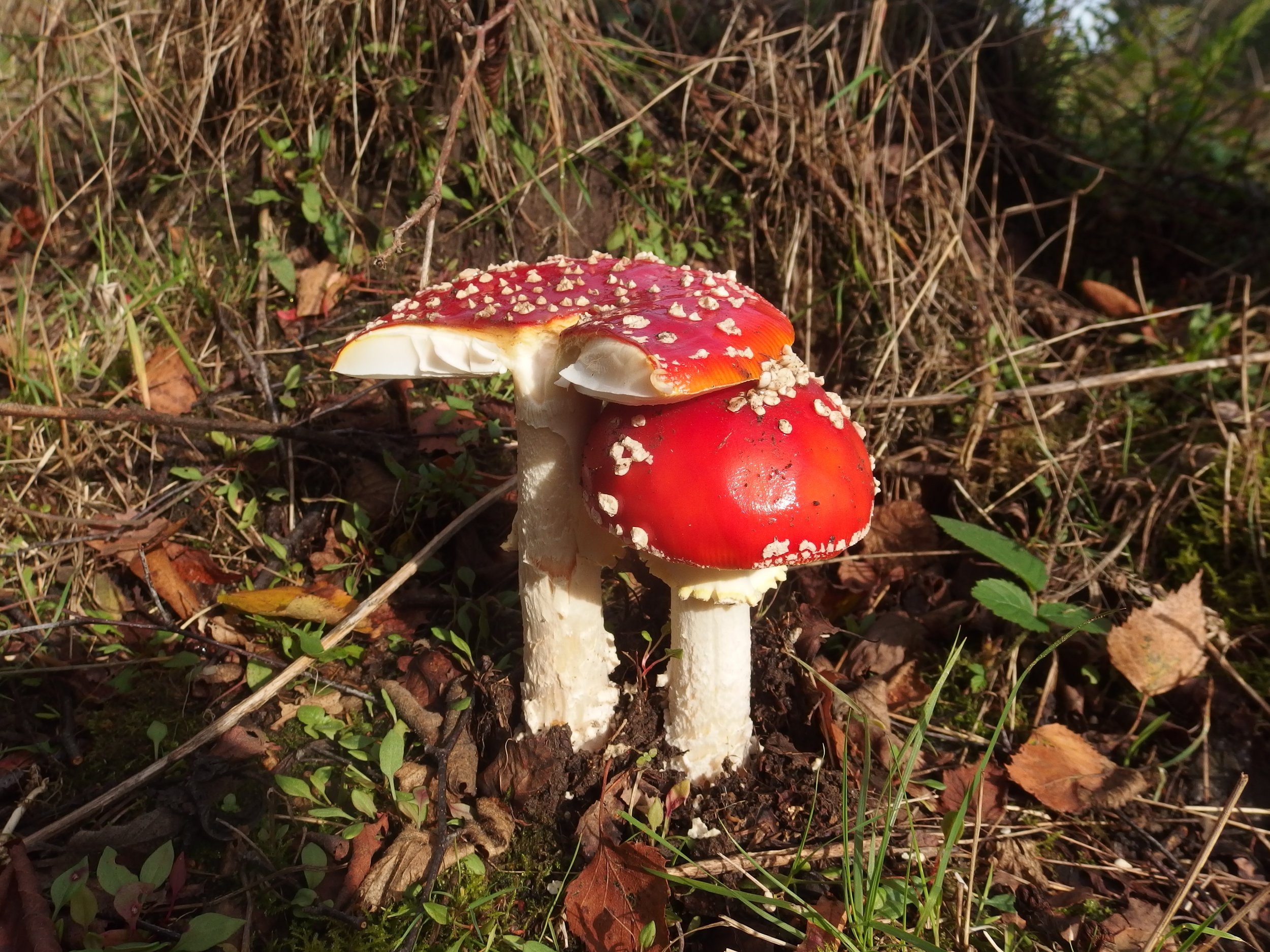 LNHS - Introduction to Fungi