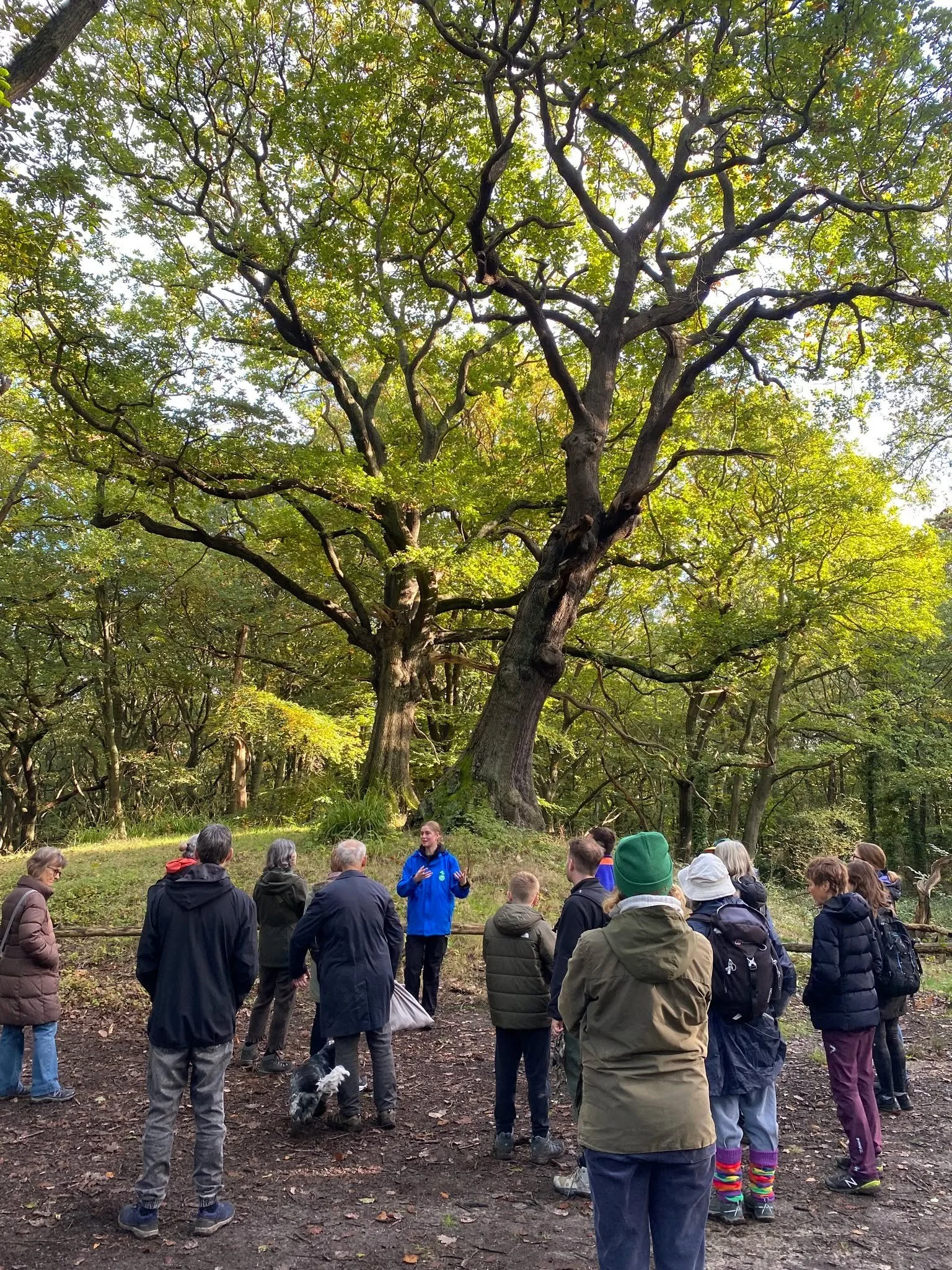 Join us for a guided walk next Wednesday 21st October as we explore the trees of the Kenwood Estate, learning how to identify them in Autumn 🌳

This walk is free of charge, but donations are welcome! 
Book via our What's On page, link in bio.

#hamp