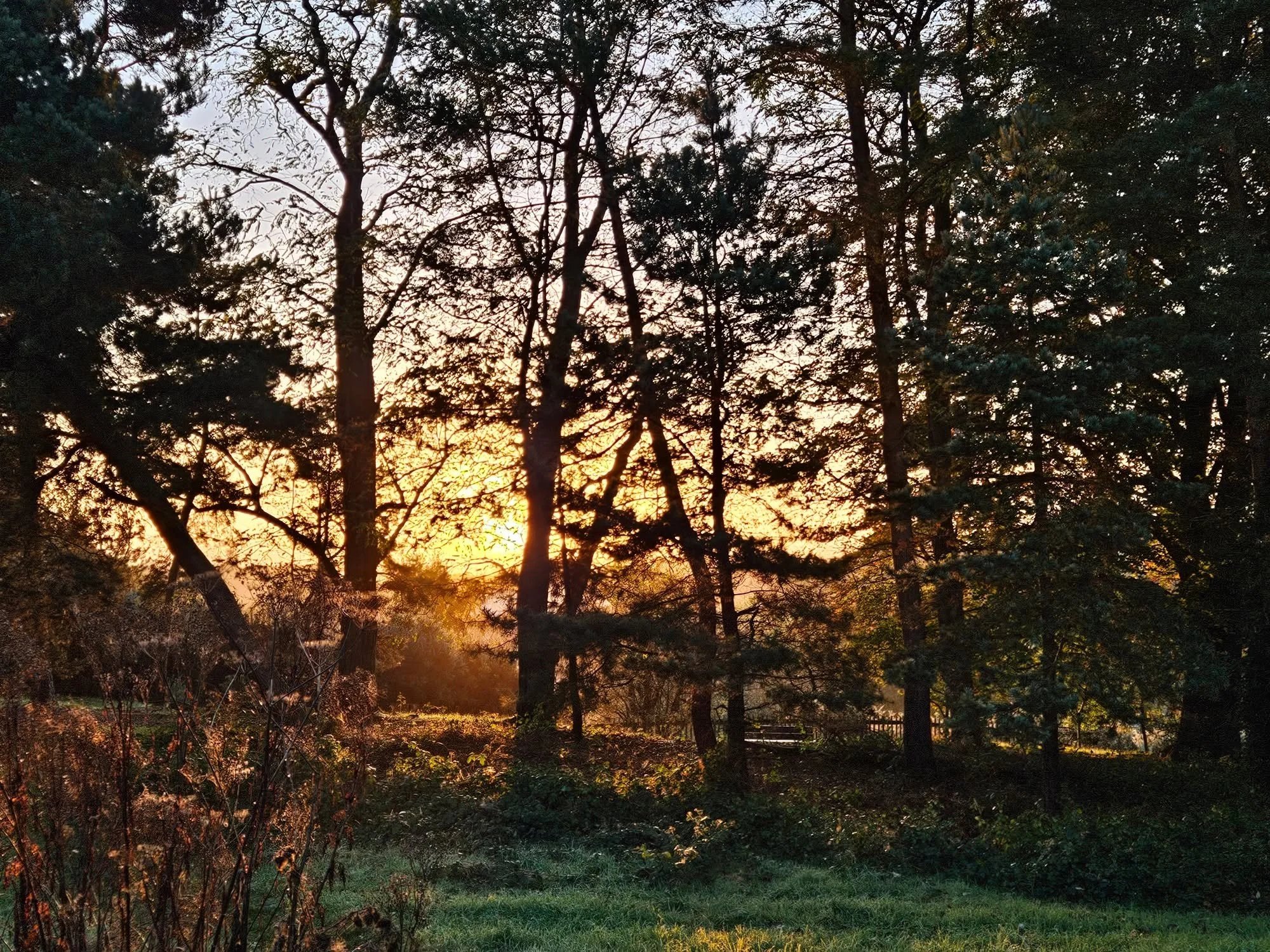 As the night draws in, a hidden world reveals itself... 
Young people aged 10-17 can join us next Friday 30th for a Twilight Walk on Hampstead Heath as part of our new Hampstead Heath Eco Club.  Will you be lucky enough to hear an owl? Spot a bat? We