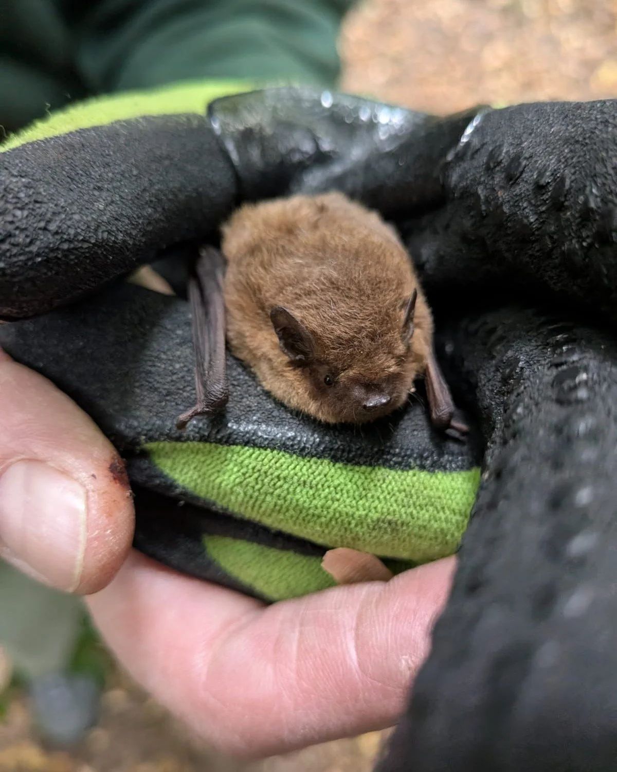 Today marks the start of Bat Week, an international celebration of bats and their importance ending (rather aptly) on 31st October 🎃
At Heath Hands we've had  a bumper summer of sell-out bat walks, but did you know we also offer the chance to adopt 