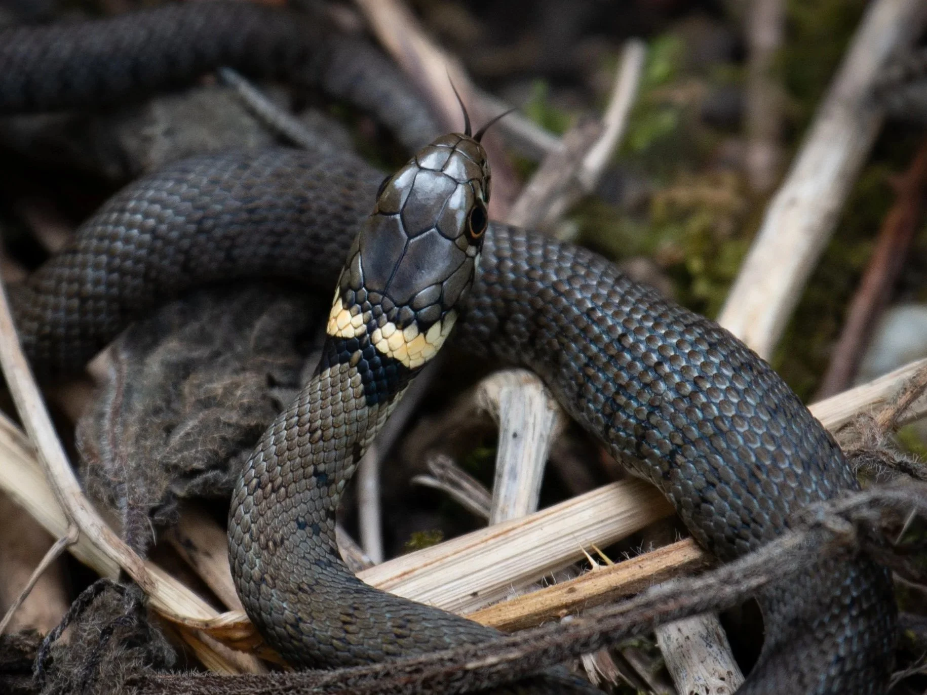 Grass snake on Hampstead Heath