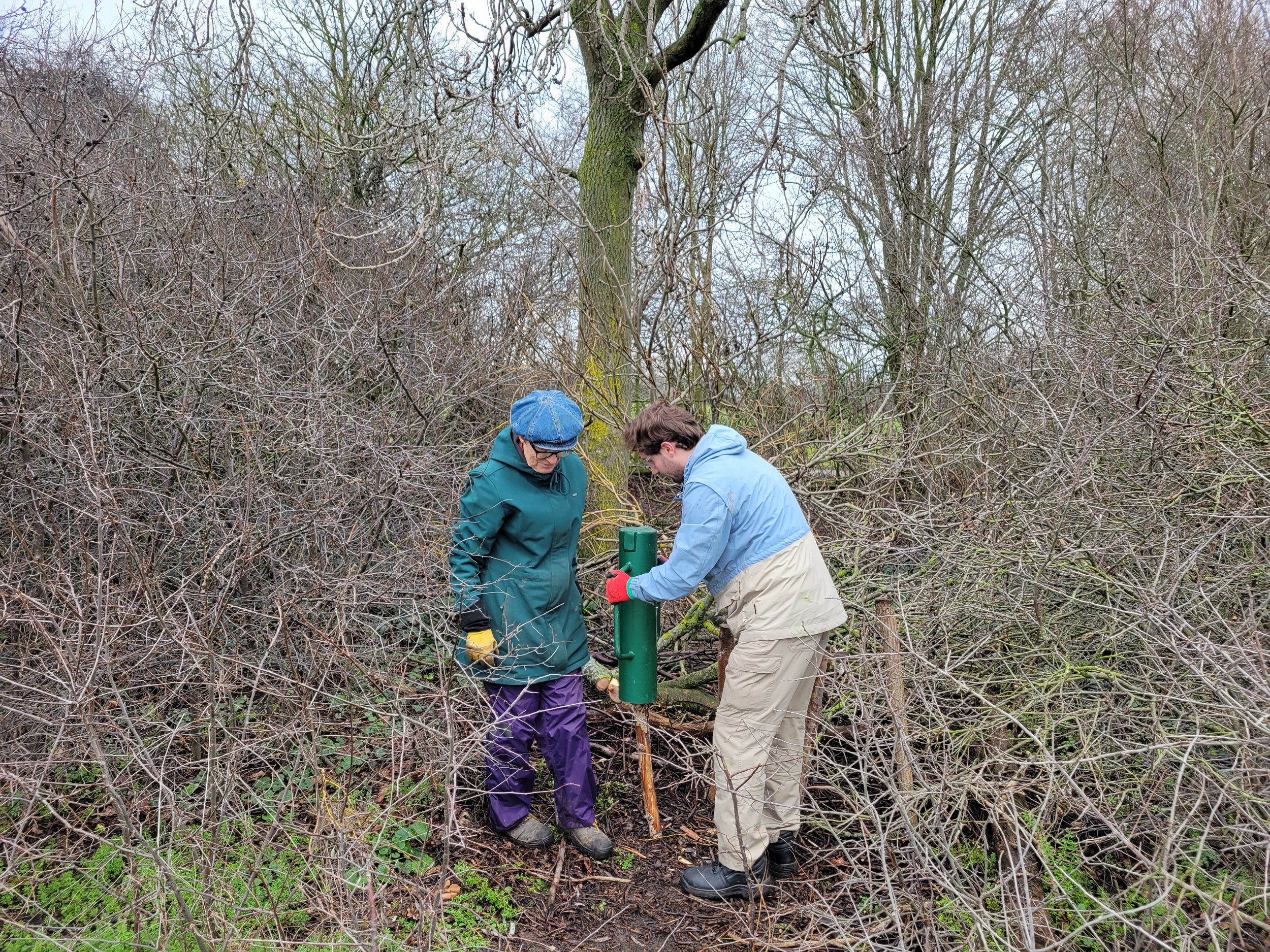 Parliament Hill hedging