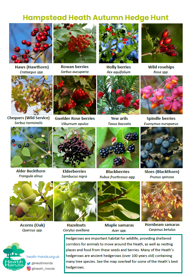 Hedgerow screenshot.png