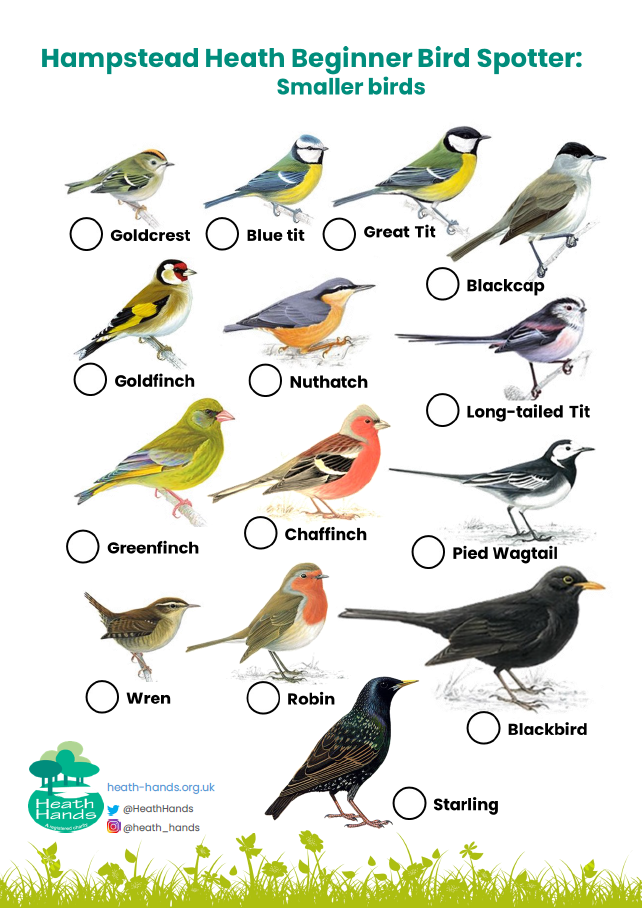 HH beginner birds 2.png