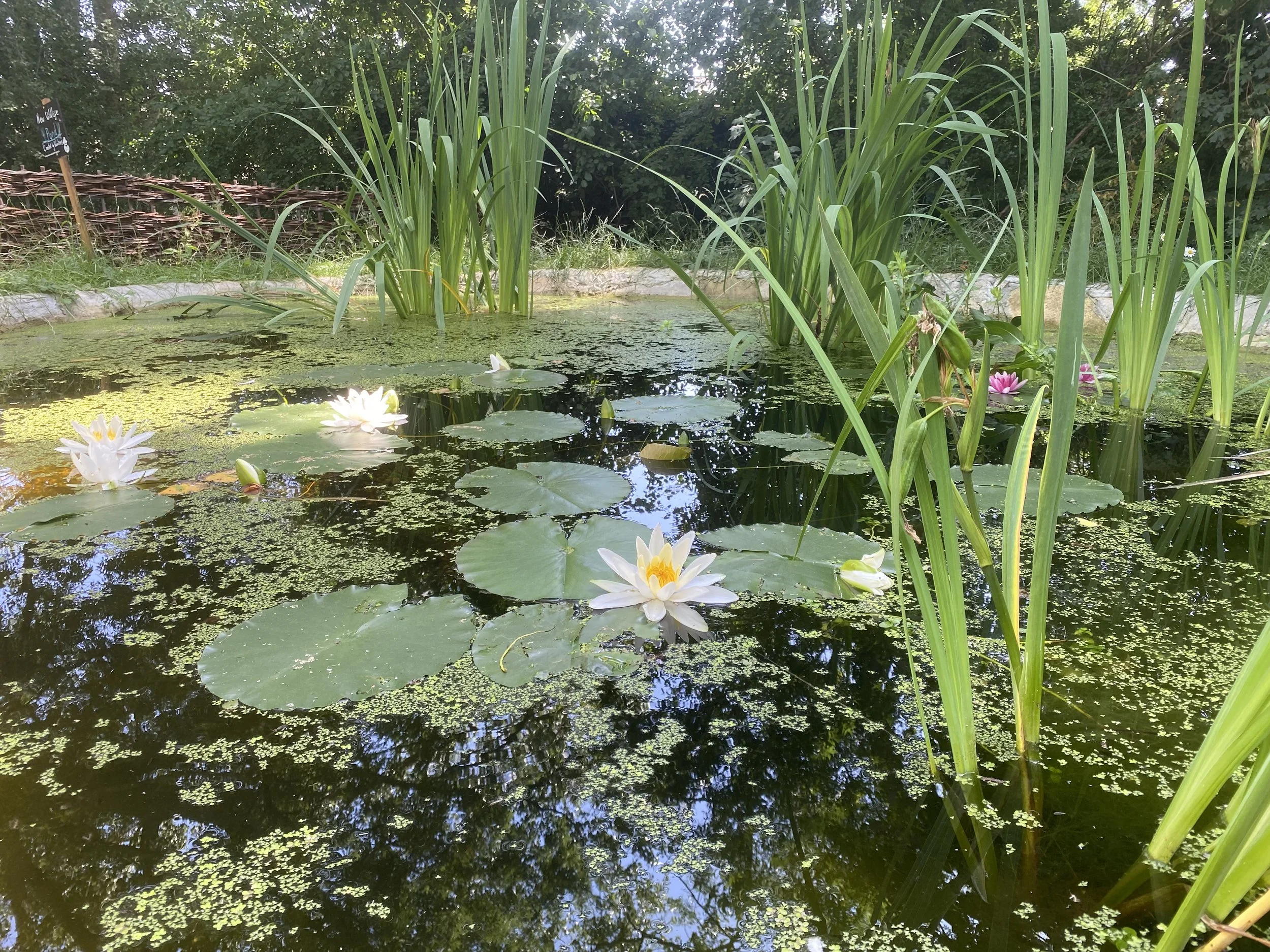 Pond with water lilies