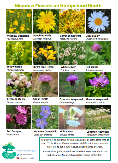 Meadow flower spotter sheet