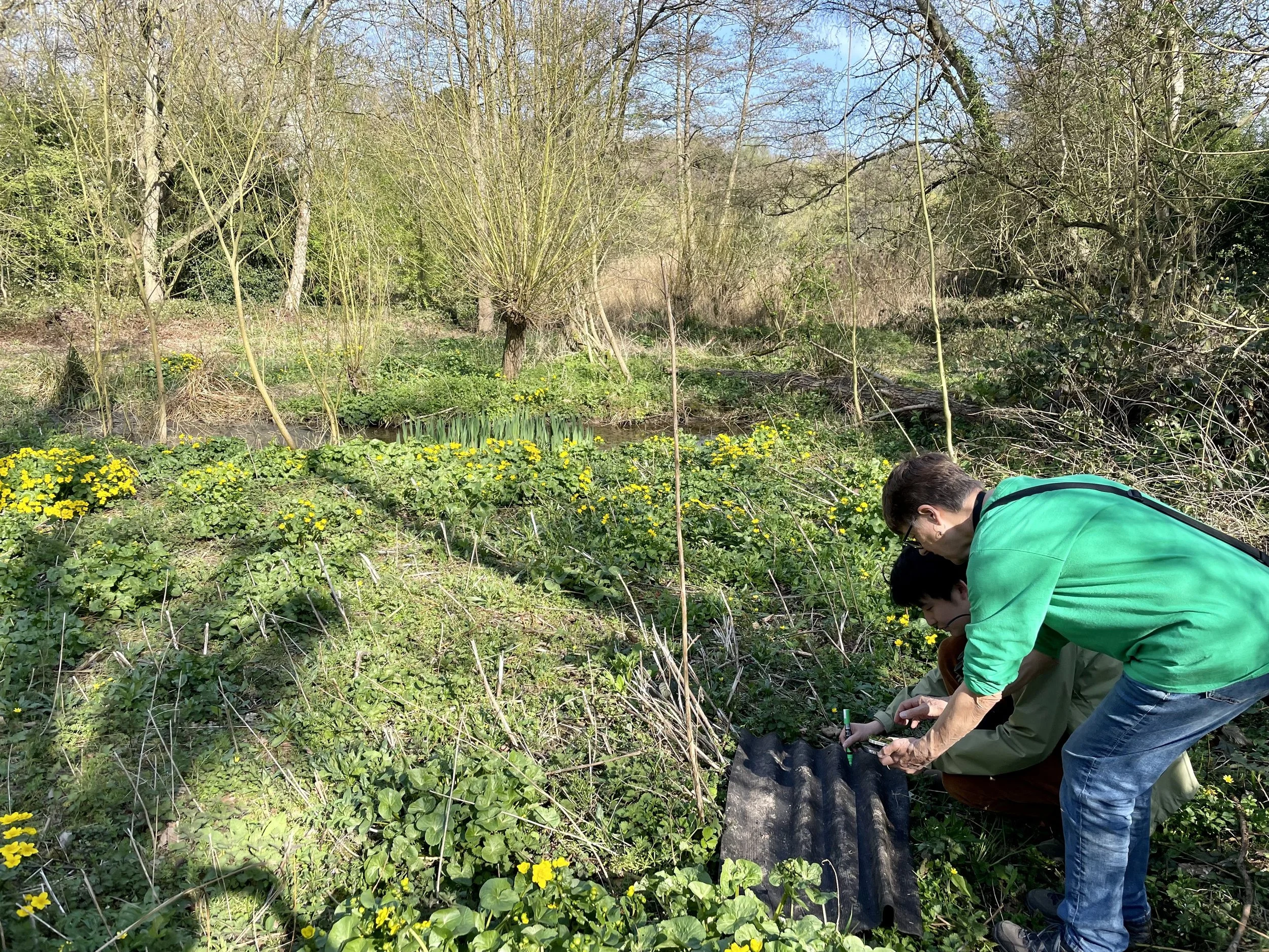 Reptile monitors checking refugia in Hampstead heath