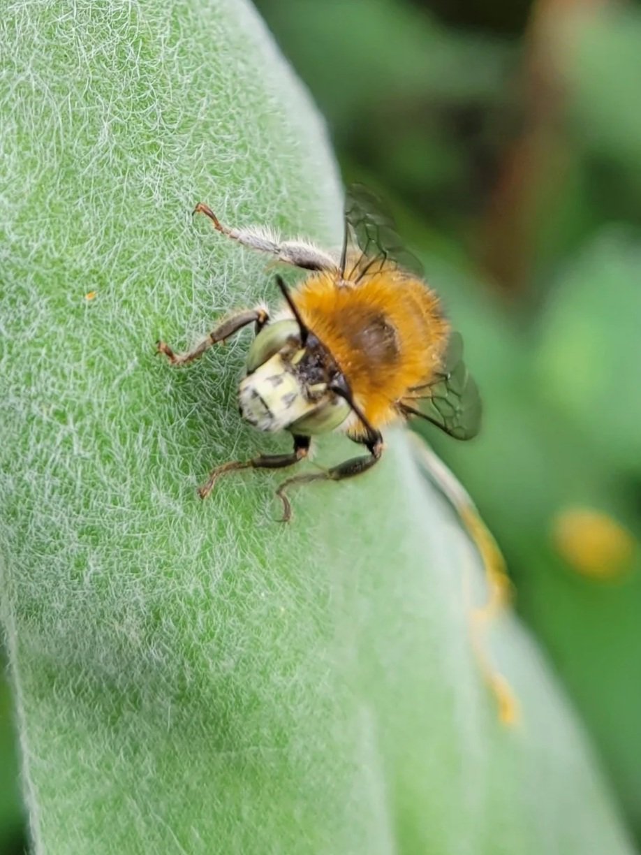 four banded flower bee