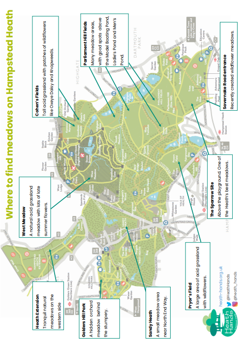 meadow flowers 2.png