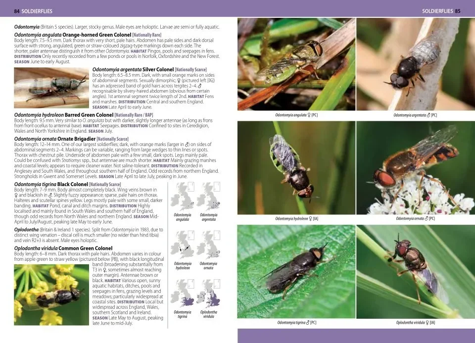 fly guide 3.webp