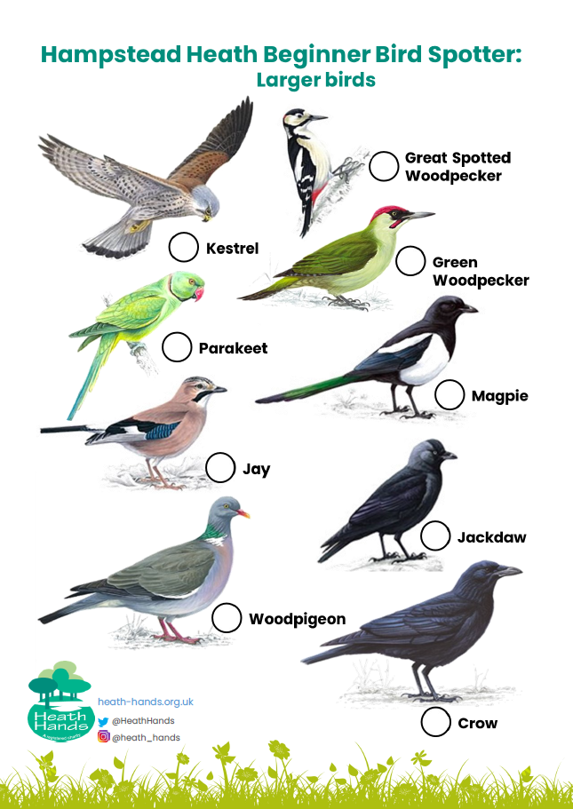 HH beginner birds 1.png